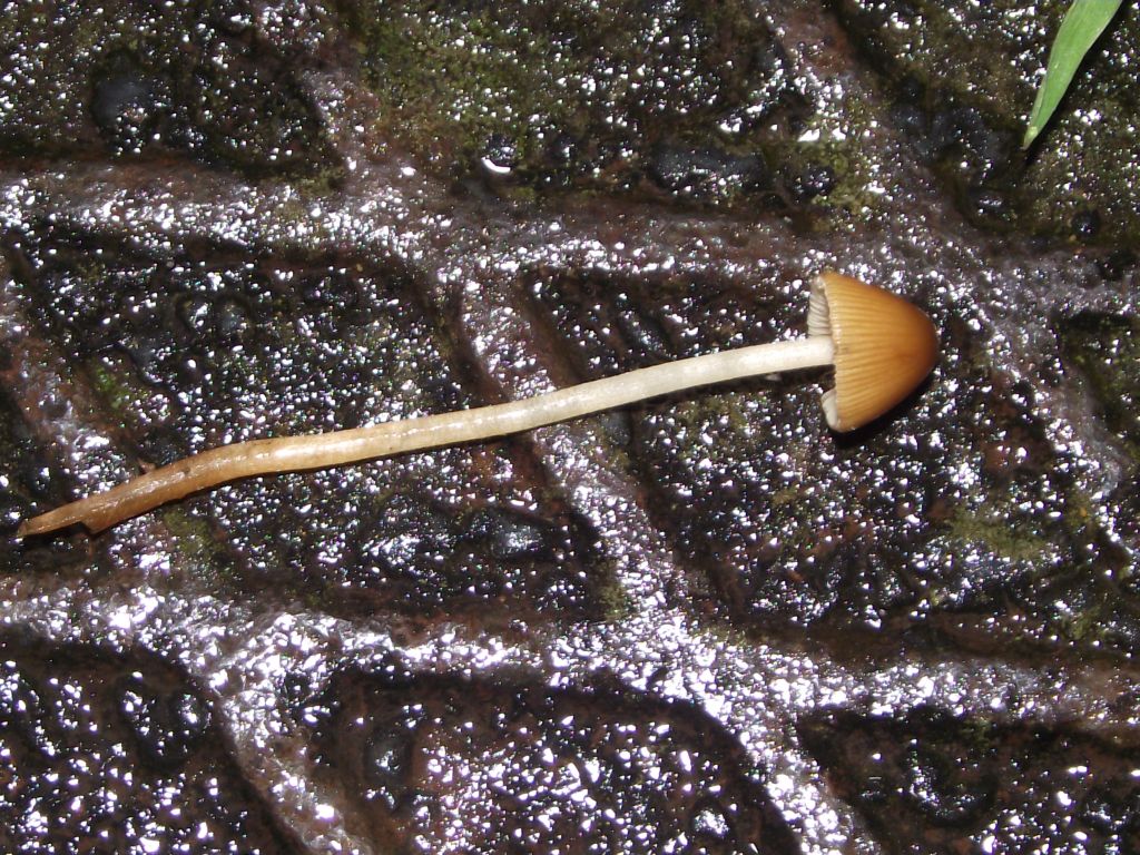 Langstieliges Samthäubchen - Blick auf ein liegendes Exemplar. Hier ist der im Verhältnis zum Hut markant lange Stiel (hier leider sogar abgebrochen, da die Stiele sehr brüchig sind)